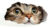 Curious tabby cat with green eyes peeking through torn paper hole, playful feline portrait on white background isolated for creative design projects.