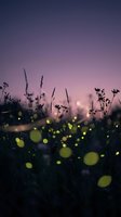 Magical twilight meadow with glowing fireflies dancing among wildflowers and grass silhouettes against purple pink gradient sky at dusk creating dreamy atmosphere.