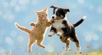 Playful orange tabby kitten and tricolor puppy jumping together in sunny meadow with blue sky and white clouds background for pet friendship concepts.