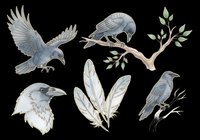 Crow clipart set with flying raven, perched birds, feathers, and branch elements, isolated on transparent background. Ready for stickers, t-shirt design, and print on demand.
