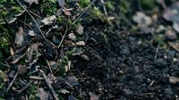 Rich dark soil with decomposing leaves and organic matter creating natural compost for gardening and agriculture applications.