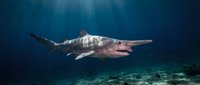 Prehistoric goblin shark swimming in deep ocean waters with sunlight rays penetrating blue depths above coral reef seafloor for marine biology education.