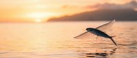 Seagull flying over calm ocean water during golden hour sunset with warm orange and pink sky colors reflecting on peaceful sea surface creating serene coastal scene.