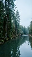 Serene river flowing through old-growth coniferous forest with towering evergreen trees reflected in calm water, ideal for nature and landscape projects.