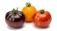 Heirloom tomatoes in dark purple, golden yellow, and red varieties with green stems isolated on white background for culinary and food design projects.