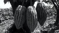 Monochrome close-up of fresh cacao pods growing on tree branch in tropical plantation, showing natural texture and agricultural detail. Suitable for food industry.