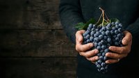 Person in dark sweater holding fresh dark grapes with stem, suitable for food, agriculture, harvest, and organic produce marketing materials.