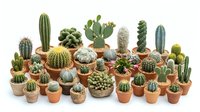 Large collection of diverse cacti and succulents in terracotta pots arranged on white background, perfect for home decor and gardening projects.