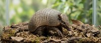Armadillo resting on forest floor covered with fallen leaves and moss in natural woodland habitat during daytime.