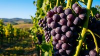 Ripe dark purple grape clusters hanging on vine with green leaves in sunlit vineyard landscape, ready for harvest and winemaking production.