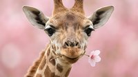 Young giraffe eating delicate pink flower against soft blurred background. Wildlife animal portrait suitable for nursery decor, children's books, greeting cards, and inspirational wall art.