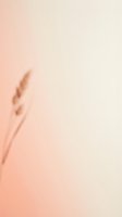 Dried wheat stalks on soft peachy gradient background, minimalist botanical composition for wellness and natural product branding.
