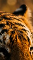 Close-up macro shot of orange tiger fur with distinctive black stripes showing natural texture and pattern details in warm golden lighting.