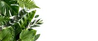 Lush green foliage arrangement with tropical and indoor plants on white background, isolated for design, web, and marketing use.