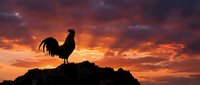Rooster silhouette standing on rocky outcrop against dramatic golden and orange sunset sky with vibrant clouds, symbolizing dawn, new beginnings, and farm life.
