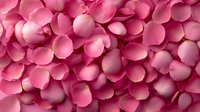 Pink rose petals scattered in abundance, creating a romantic and luxurious floral background suitable for weddings, celebrations, and decorative design projects.