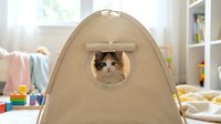 Tabby and white cat peeking out from beige fabric tent hideaway in bright playroom with toys, shelves and natural light from window.