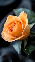 Delicate peach-colored rose bloom with soft petals against dark background, macro photography showing intricate floral details and natural green leaves.