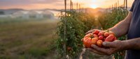 Farmer holding fresh ripe tomatoes at sunset in organic vegetable garden with greenhouse in background. Harvest season agricultural concept.