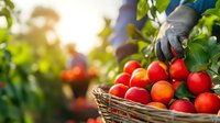 Fresh ripe red apples being harvested in wicker basket during sunny autumn day in organic orchard with farmer working in blurred background.