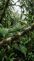 Green chameleon resting on moss-covered branch in lush tropical rainforest with ferns and dense vegetation creating natural wildlife habitat.