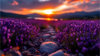 Vibrant purple lavender field at sunset with stone path leading to dramatic orange and red sky over mountain silhouettes.