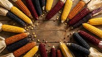 Colorful heirloom corn varieties arranged in circle on rustic wooden background with scattered kernels, perfect for autumn harvest and thanksgiving designs.