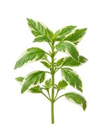 Fresh green basil plant with vibrant leaves isolated on white background, ready for culinary, botanical, and design applications.