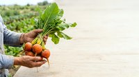 Farmer holding freshly harvested orange root vegetables with green leafy tops over wooden surface, agricultural field background. Organic produce harvest.