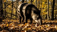 Large domestic pig foraging among fallen autumn leaves in golden forest setting with warm sunlight filtering through bare tree branches.