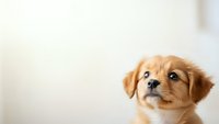 Adorable golden retriever puppy with expressive eyes looking up in bright indoor setting with copy space for pet care and animal lover designs.
