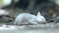 Sleeping white baby mouse curled up on forest floor with soft bokeh background, showcasing innocence and tranquility in nature photography.