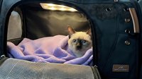 Siamese cat with cream and brown coloring resting in open pet carrier with purple blanket, ready for travel or veterinary visit.