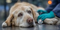 Golden retriever dog lying on examination table at veterinary clinic with stethoscope, representing pet healthcare and medical checkup services.