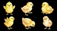 Cute yellow chick characters in various poses, isolated on transparent background. Ready for t-shirt designs, clipart, stickers, print-on-demand products, and sublimation projects.