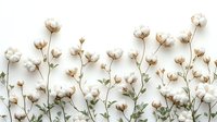 Dried cotton flower stems and seed pods arranged on white background, ready for design projects, home decor, botanical artwork, and creative compositions.