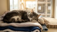 Adorable tabby cat sleeping peacefully on soft blanket by sunny window. Cozy domestic pet relaxation scene perfect for home decor and lifestyle content.