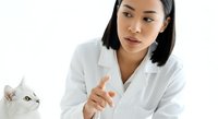 Young Asian woman in white lab coat with stethoscope examining white cat, veterinary professional providing animal healthcare and medical consultation.