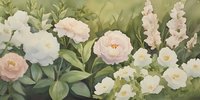 Delicate pink and white peonies with green foliage in soft watercolor style, arranged in horizontal composition against muted olive background. Romantic floral art.