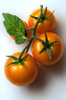 Fresh orange cherry tomatoes on vine with water drops and green leaf against white background, macro food photography for healthy eating concepts.
