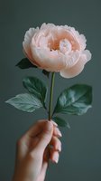 Delicate peach-colored peony bloom held by feminine hand against dark green background, showcasing soft petals and lush foliage in minimalist composition.