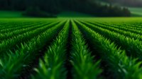Rows of young green crops stretching to horizon in agricultural field. Fresh spring seedlings growing in geometric lines create pattern of parallel furrows in farmland.