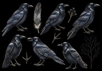 Black crow clipart set isolated on transparent background, featuring ravens, feather, berries, and bare tree, ready for Halloween stickers, T-shirts, and print on demand.