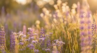 Purple wildflowers and tall grass illuminated by warm golden sunlight creating dreamy bokeh effect in natural meadow setting for relaxation concepts.