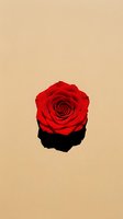 Red rose bud on beige background with dramatic shadow, minimalist floral composition for Valentine's Day, romance, and love concepts.