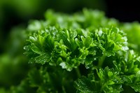 Fresh curly parsley leaves with water droplets in macro shot against dark background, vibrant green herbs for cooking and garnishing food.