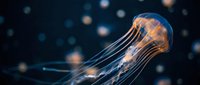 Translucent jellyfish floating gracefully through dark ocean waters with glowing bioluminescent tentacles and bokeh light effects in marine environment.