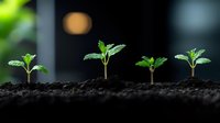 Young green seedlings growing in rich soil against dark background showing plant growth stages and new life development process in agriculture and gardening.