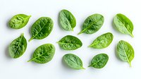 Fresh raw spinach leaves arranged in rows on white background, organic healthy greens pattern isolated for food design and healthy lifestyle concepts.