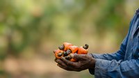 Farmer holding freshly harvested red palm fruits in hands outdoors, agricultural harvest and tropical crop production for oil industry and food manufacturing.